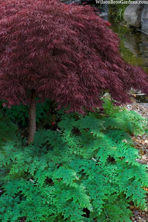 Arborvitae Fern (Selaginella Braunii) - 1 Gallon Pot 3 Arborvitae Fern (Selaginella Braunii) - 1 Gallon Pot