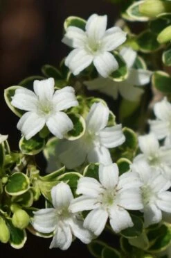 Variegated Snowbush (Serissa Japonica) - 3 Gallon Pot -Plant Serie Store serissa foetida variegata snowbush 5