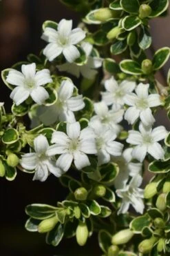 Variegated Snowbush (Serissa Japonica) - 3 Gallon Pot -Plant Serie Store serissa foetida variegata snowbush 6