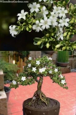 Variegated Snowbush (Serissa Japonica) - 3 Gallon Pot -Plant Serie Store serissa foetida variegata snowbush 7