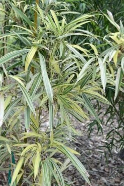 Variegated Chinese Temple Bamboo - Sinobambusa Tootsik 'Albostriata' - 3 Gallon Pot -Plant Serie Store sinobambusa toosik albostriata variegated temple bamboo 1