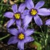 Moody Blues Blue-Eyed Grass (Sisyrinchium) - 1 Gallon Pot -Plant Serie Store sisyrinchium idahoense macounii moody blues blue eyed grass 3