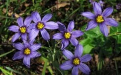 Moody Blues Blue-Eyed Grass (Sisyrinchium) - 1 Gallon Pot -Plant Serie Store sisyrinchium idahoense macounii moody blues blue eyed grass 4