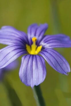 Moody Blues Blue-Eyed Grass (Sisyrinchium) - 1 Gallon Pot -Plant Serie Store sisyrinchium idahoense macounii moody blues blue eyed grass 5