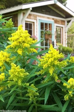 Sweety Goldenrod (Solidago Canadensis) - 5 Pack Of Quart Pots -Plant Serie Store solidago sweety goldenrod 1