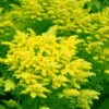 Sweety Goldenrod (Solidago Canadensis) - 5 Pack Of Quart Pots -Plant Serie Store solidago sweety goldenrod 5