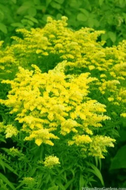 Sweety Goldenrod (Solidago Canadensis) - 5 Pack Of Quart Pots