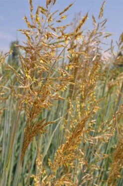 Indian Steel Blue Prairie Grass (Sorghastrum Nutans) - 1 Gallon Pot -Plant Serie Store sorghastrum nutans indian steel blue prairie grass 2