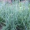 Indian Steel Blue Prairie Grass (Sorghastrum Nutans) - 1 Gallon Pot 1 Indian Steel Blue Prairie Grass (Sorghastrum Nutans) - 1 Gallon Pot -Plant Serie Store sorghastrum nutans indian steel blue prairie grass 3