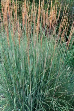 Indian Steel Blue Prairie Grass (Sorghastrum Nutans) - 1 Gallon Pot -Plant Serie Store sorghastrum nutans indian steel blue prairie grass 4