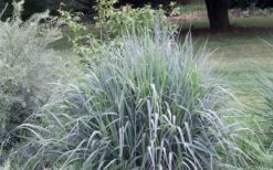 Indian Steel Blue Prairie Grass (Sorghastrum Nutans) - 1 Gallon Pot -Plant Serie Store sorghastrum nutans indian steel blue prairie grass 5