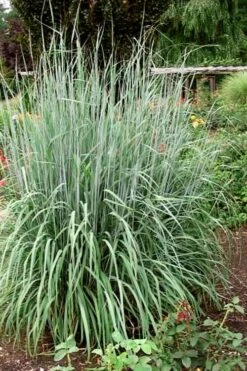 Yellow Indian Grass (Sorghastrum Nutans) - 6 Pack Of 1 Gallon Pots -Plant Serie Store sorghastrum nutans yellow indian grass 10