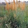 Yellow Indian Grass (Sorghastrum Nutans) - 6 Pack Of 1 Gallon Pots -Plant Serie Store sorghastrum nutans yellow indian grass 12