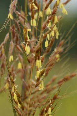 Yellow Indian Grass (Sorghastrum Nutans) - 6 Pack Of 1 Gallon Pots -Plant Serie Store sorghastrum nutans yellow indian grass 4