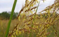 Yellow Indian Grass (Sorghastrum Nutans) - 6 Pack Of 1 Gallon Pots -Plant Serie Store sorghastrum nutans yellow indian grass 7