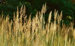 Yellow Indian Grass (Sorghastrum Nutans) - 6 Pack Of 1 Gallon Pots -Plant Serie Store sorghastrum nutans yellow indian grass 8