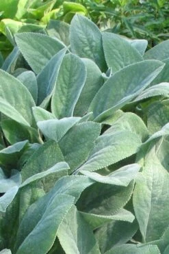 Helen Von Stein Lambs Ears (Big Ears) - 1 Gallon Pot -Plant Serie Store stachys byzantina helen von stein lambs ear 103