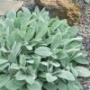 Helen Von Stein Lambs Ears (Big Ears) - 1 Gallon Pot -Plant Serie Store stachys byzantina helen von stein lambs ear 105