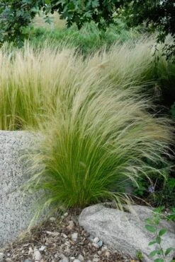 Pony Tails Mexican Feather Grass - Stipa Tennuissima - 1 Gallon Pot -Plant Serie Store stipa tenuissima ponytails mexican feather grass 107