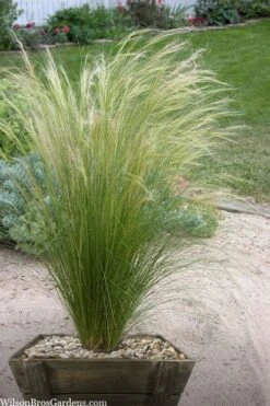 Pony Tails Mexican Feather Grass - Stipa Tennuissima - 1 Gallon Pot -Plant Serie Store stipa tenuissima ponytails mexican feather grass 111