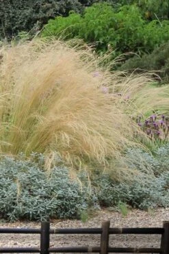 Pony Tails Mexican Feather Grass - Stipa Tennuissima - 1 Gallon Pot -Plant Serie Store stipa tenuissima ponytails mexican feather grass 117