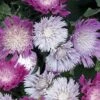 Color Wheel Stokesia (Stokes Aster) - 5 Pack Of Quart Pots -Plant Serie Store stokesia laevis color wheel 2