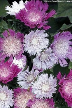 Color Wheel Stokesia (Stokes Aster) - 5 Pack Of Quart Pots