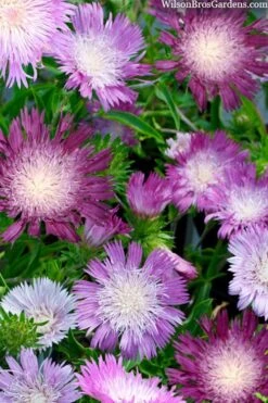 Color Wheel Stokesia (Stokes Aster) - 5 Pack Of Quart Pots -Plant Serie Store stokesia laevis colorwheel stokes aster 2