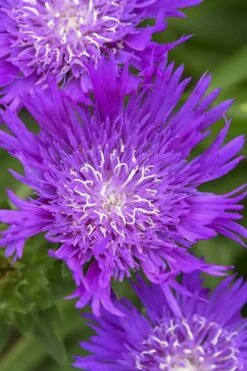 Honeysong Purple Stokesia (Stokes Aster) - 1 Gallon Pot -Plant Serie Store stokesia laevis honeysong purple 1