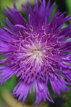 Honeysong Purple Stokesia (Stokes Aster) - 1 Gallon Pot -Plant Serie Store stokesia laevis honeysong purple 2