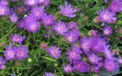 Honeysong Purple Stokesia (Stokes Aster) - 1 Gallon Pot -Plant Serie Store stokesia laevis honeysong purple 6