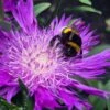 Honeysong Purple Stokesia (Stokes Aster) - 1 Gallon Pot -Plant Serie Store stokesia laevis honeysong purple 7