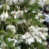 Fragrant Fountain Weeping Japanese Snowbell Tree - 5 Gallon Pot -Plant Serie Store styrax japonica fragrant fountain weeping japanese snowbell tree 3