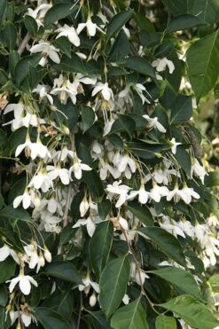 Fragrant Fountain Weeping Japanese Snowbell Tree - 5 Gallon Pot -Plant Serie Store styrax japonica fragrant fountain weeping japanese snowbell tree 4