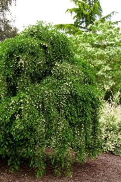 Fragrant Fountain Weeping Japanese Snowbell Tree - 5 Gallon Pot -Plant Serie Store styrax japonica fragrant fountain weeping japanese snowbell tree 5