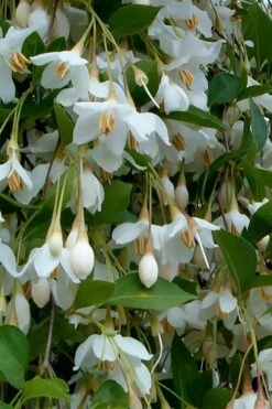 Fragrant Fountain Weeping Japanese Snowbell Tree - 5 Gallon Pot -Plant Serie Store styrax japonica fragrant fountain weeping japanese snowbell tree 6