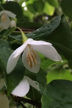 Fragrant Fountain Weeping Japanese Snowbell Tree - 5 Gallon Pot -Plant Serie Store styrax japonica fragrant fountain weeping japanese snowbell tree 7