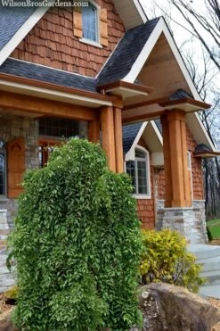 Fragrant Fountain Weeping Japanese Snowbell Tree - 5 Gallon Pot -Plant Serie Store styrax japonica fragrant fountain weeping japanese snowbell tree 9