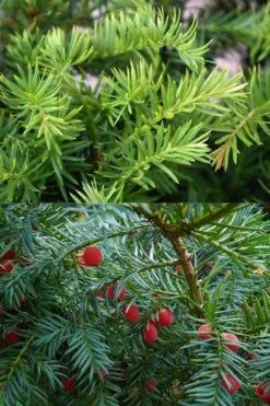 Spreading English Yew (Taxus Baccata 'Repandens) - 1 Gallon Pot -Plant Serie Store taxus baccata repandens speading english yew 10 1