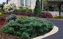 Spreading English Yew (Taxus Baccata 'Repandens) - 3 Gallon Pot 13 Spreading English Yew (Taxus Baccata 'Repandens) - 3 Gallon Pot -Plant Serie Store taxus baccata repandens speading english yew 2