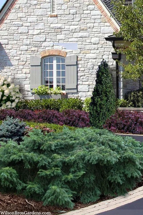 Spreading English Yew (Taxus Baccata 'Repandens) - 3 Gallon Pot 3 Spreading English Yew (Taxus Baccata 'Repandens) - 3 Gallon Pot