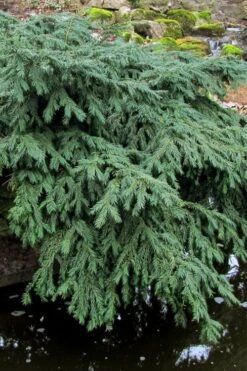 Spreading English Yew (Taxus Baccata 'Repandens) - 1 Gallon Pot -Plant Serie Store taxus baccata repandens speading english yew 8 1