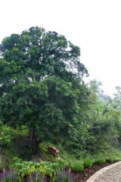 Chinese Yew Tree (Taxus Chinensis) - 3 Gallon Pot -Plant Serie Store taxus chinensis chinese yew 2