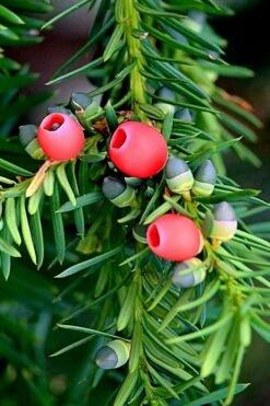 Chinese Yew Tree (Taxus Chinensis) - 3 Gallon Pot -Plant Serie Store taxus chinensis chinese yew tree 2