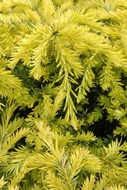 Sunburst Yew (Taxus X Media) - 2 Gallon Pot -Plant Serie Store taxus media sunburst yew 1