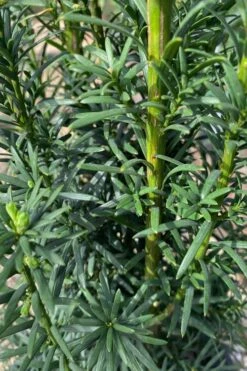 Maureen Columnar Yew (Taxus Hybrid) - 1 Gallon Pot -Plant Serie Store taxus x media maureen columnar yew 1 1