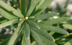 Maureen Columnar Yew (Taxus Hybrid) - 1 Gallon Pot -Plant Serie Store taxus x media maureen columnar yew 2 1