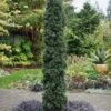 Maureen Columnar Yew (Taxus Hybrid) - 5 Gallon Pot -Plant Serie Store taxus x media maureen columnar yew 4