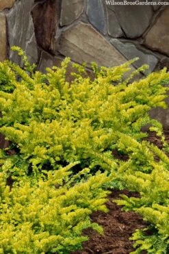 Sunburst Yew (Taxus X Media) - 2 Gallon Pot -Plant Serie Store taxus x media sunburst yew 2