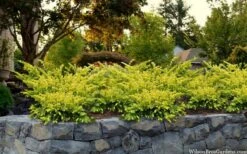 Sunburst Yew (Taxus X Media) - 2 Gallon Pot -Plant Serie Store taxus x media sunburst yew 7